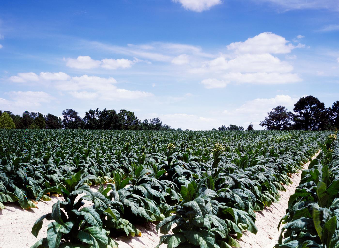 A thriving North Carolina tobacco field. Original image from Carol M. Highsmith’s America, Library of Congress... A thriving North Carolina tobacco field. Original image from Carol M. Highsmith’s America, Library of Congress...
