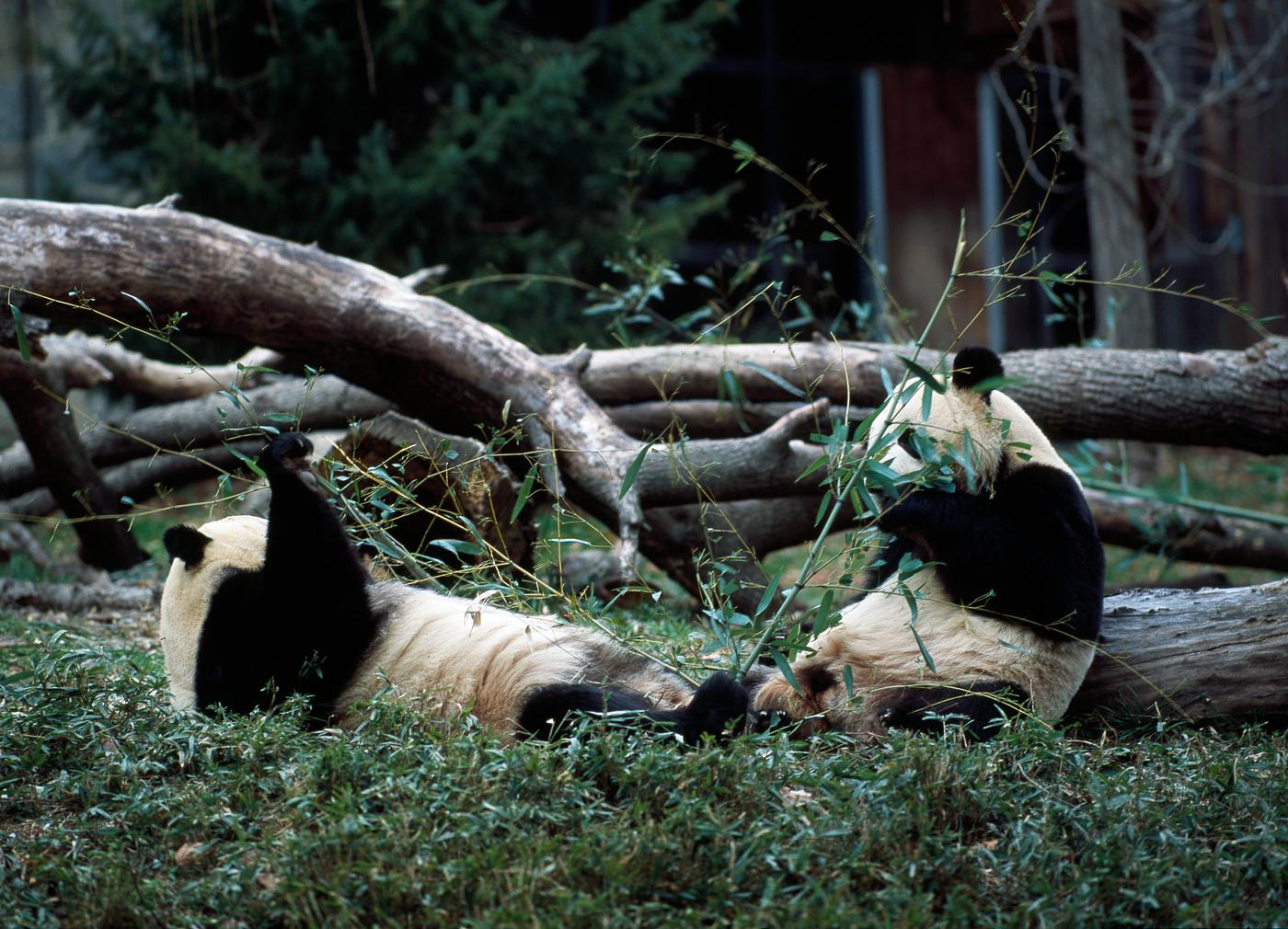 Giant pandas, the star attraction at the Smithsonian Institution's National Zoo. Original image from Carol M. Highsmith... Giant pandas, the star attraction at the Smithsonian Institution's National Zoo. Original image from Carol M. Highsmith...
