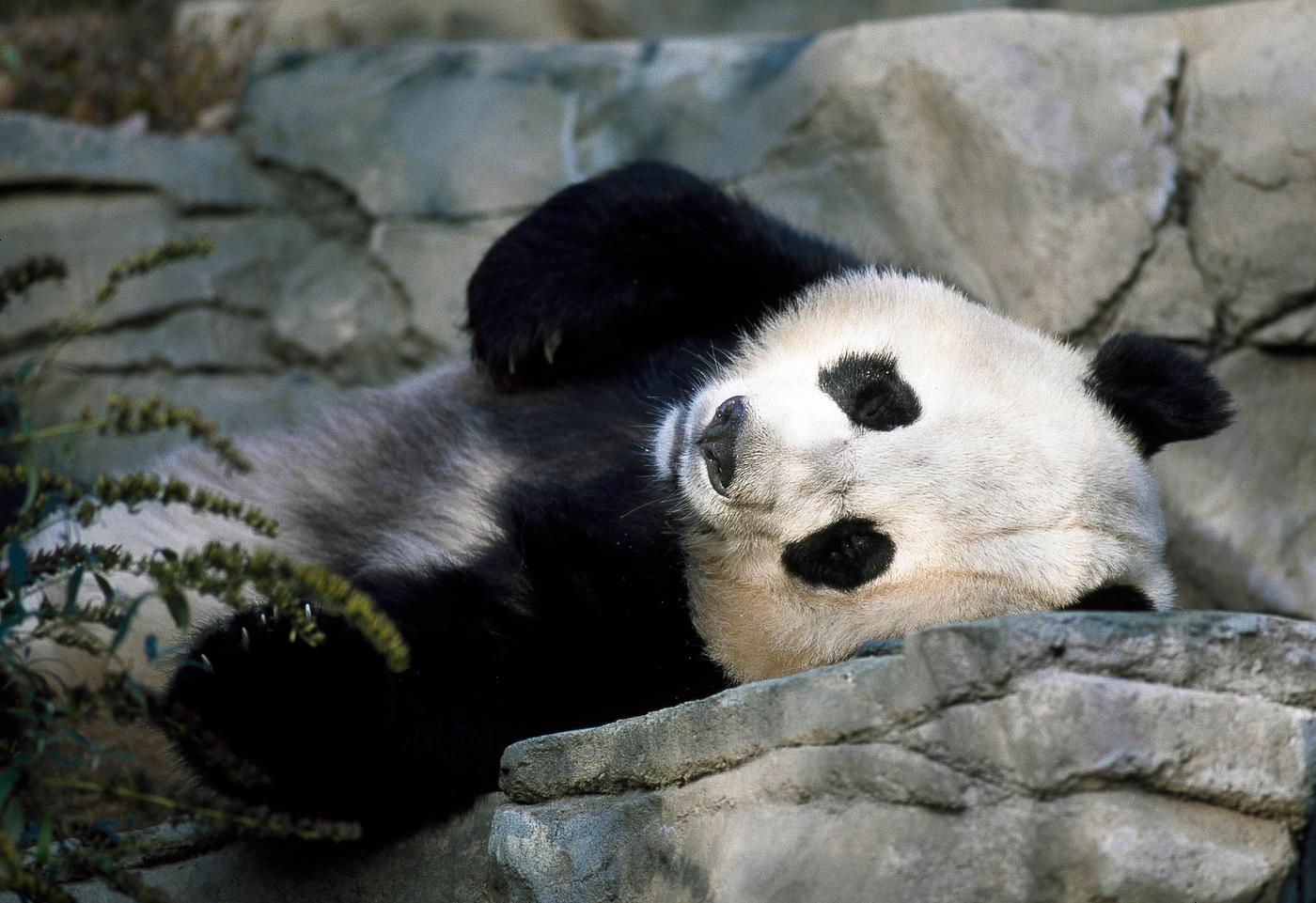 A giant panda, the star attraction at the Smithsonian Institution's National Zoo. Original image from Carol M. Highsmith... A giant panda, the star attraction at the Smithsonian Institution's National Zoo. Original image from Carol M. Highsmith...