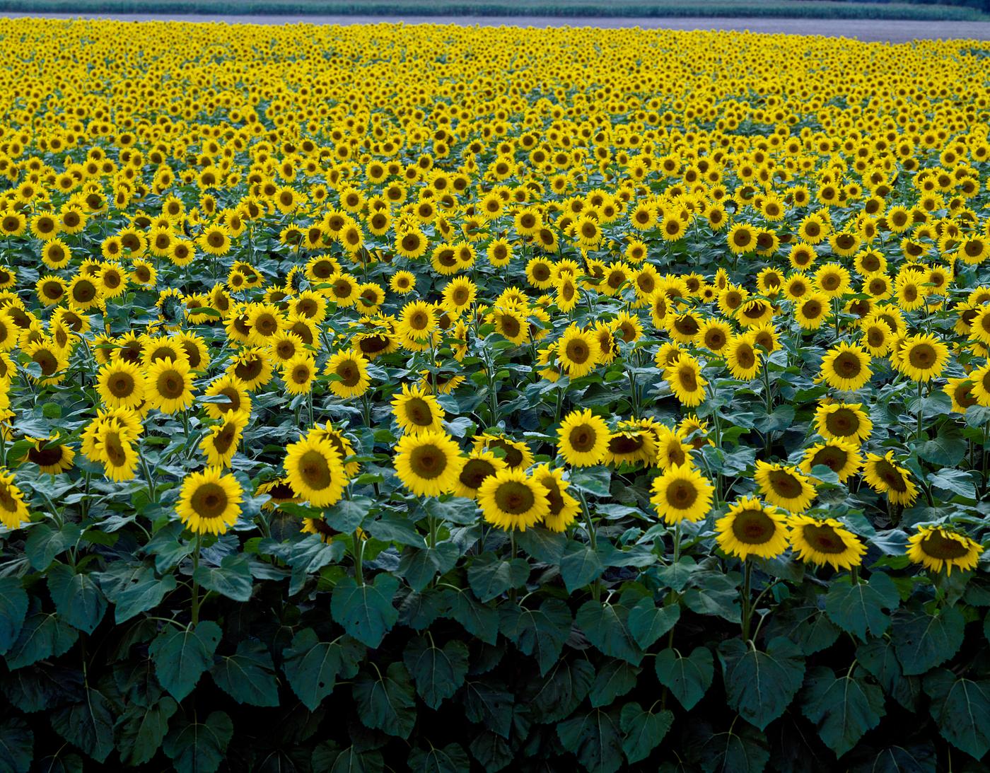Colorful field of sunflowers near Beloit. Original image from Carol M. Highsmith’s America, Library of Congress... Colorful field of sunflowers near Beloit. Original image from Carol M. Highsmith’s America, Library of Congress...