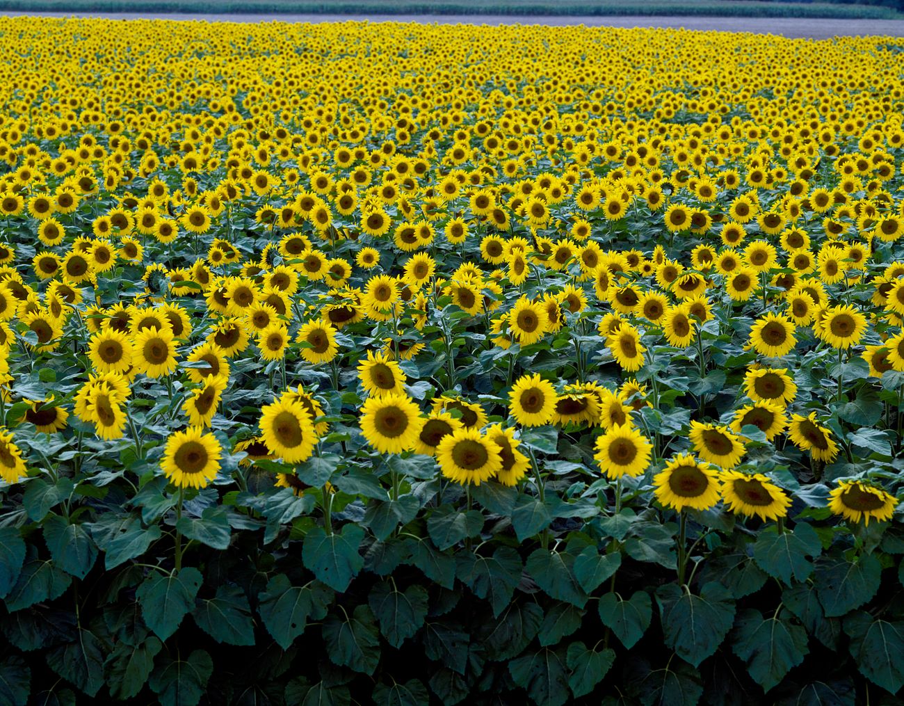 Colorful Field Of Sunflowers Near Beloit Original Image From Carol M Free Public Domain Photo 421970