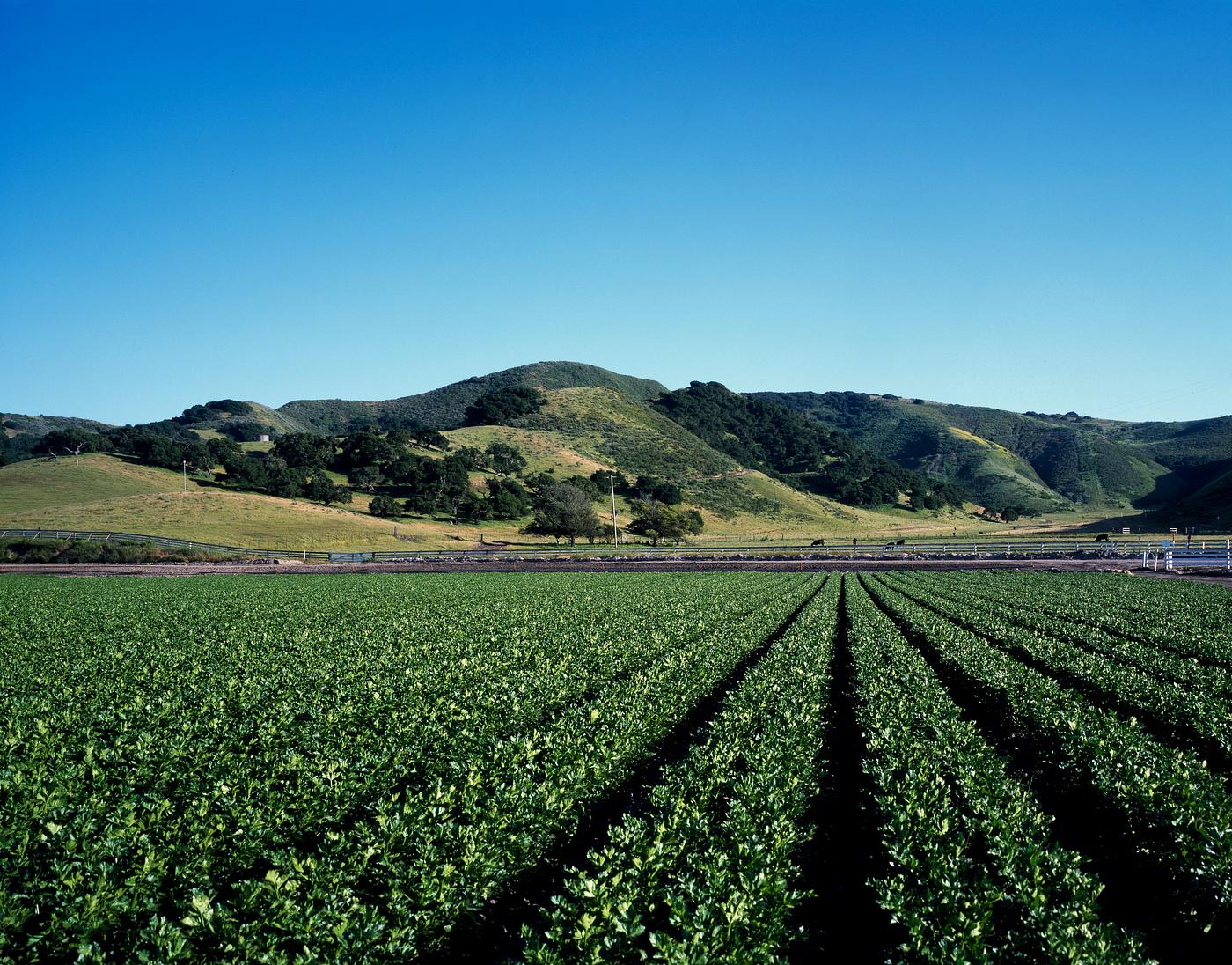 A celery crop stretches far into the distance on the Central Coast. Original image from Carol M. Highsmith’s America,... A celery crop stretches far into the distance on the Central Coast. Original image from Carol M. Highsmith’s America,...