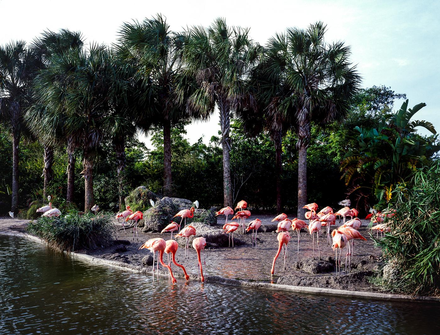 Flamingos walking around near a pond at the Miami Zoo. Original image from Carol M. Highsmith’s America, Library of... Flamingos walking around near a pond at the Miami Zoo. Original image from Carol M. Highsmith’s America, Library of...