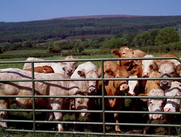 Curious cattle. Original image from Carol M. Highsmith’s America, Library of Congress collection. Digitally enhanced by rawpixel. Curious cattle. Original image from Carol M. Highsmith’s America, Library of Congress collection. Digitally enhanced by…