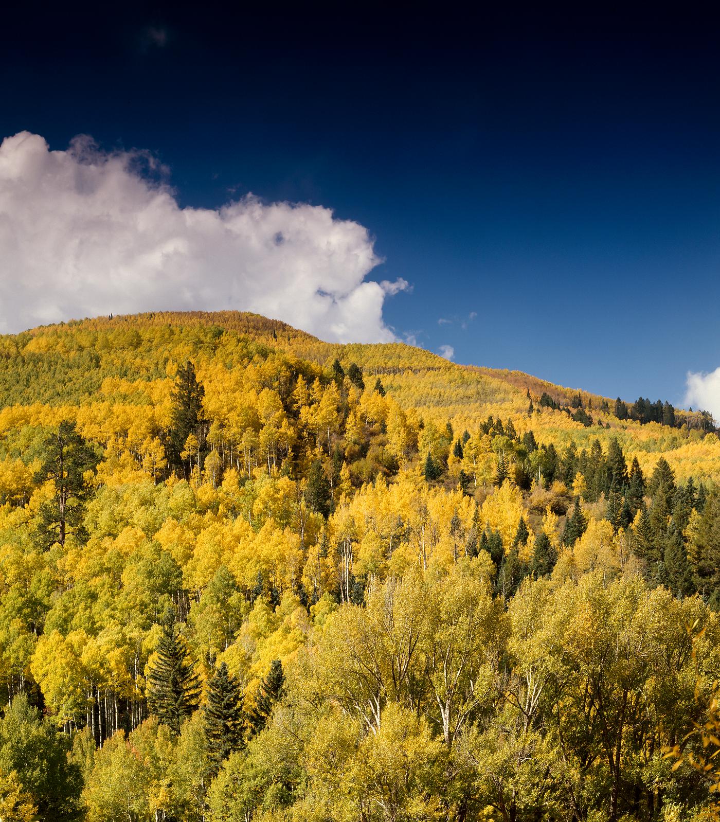Fall aspens in the Colorado Rockies, USA - Original image from Carol M. Highsmith’s America, Library of Congress... Fall aspens in the Colorado Rockies, USA - Original image from Carol M. Highsmith’s America, Library of Congress...