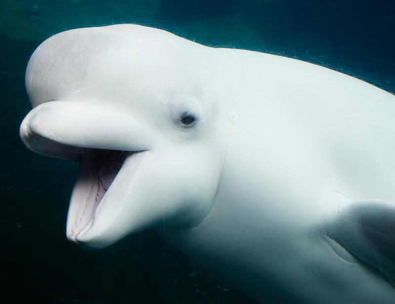 Baluga Whales at Mystic Aquarium. Original image from Carol M. Highsmith’s America, Library of Congress collection. Digitally enhanced by rawpixel. Baluga Whales at Mystic Aquarium. Original image from Carol M. Highsmith’s America, Library of Congress collection.…