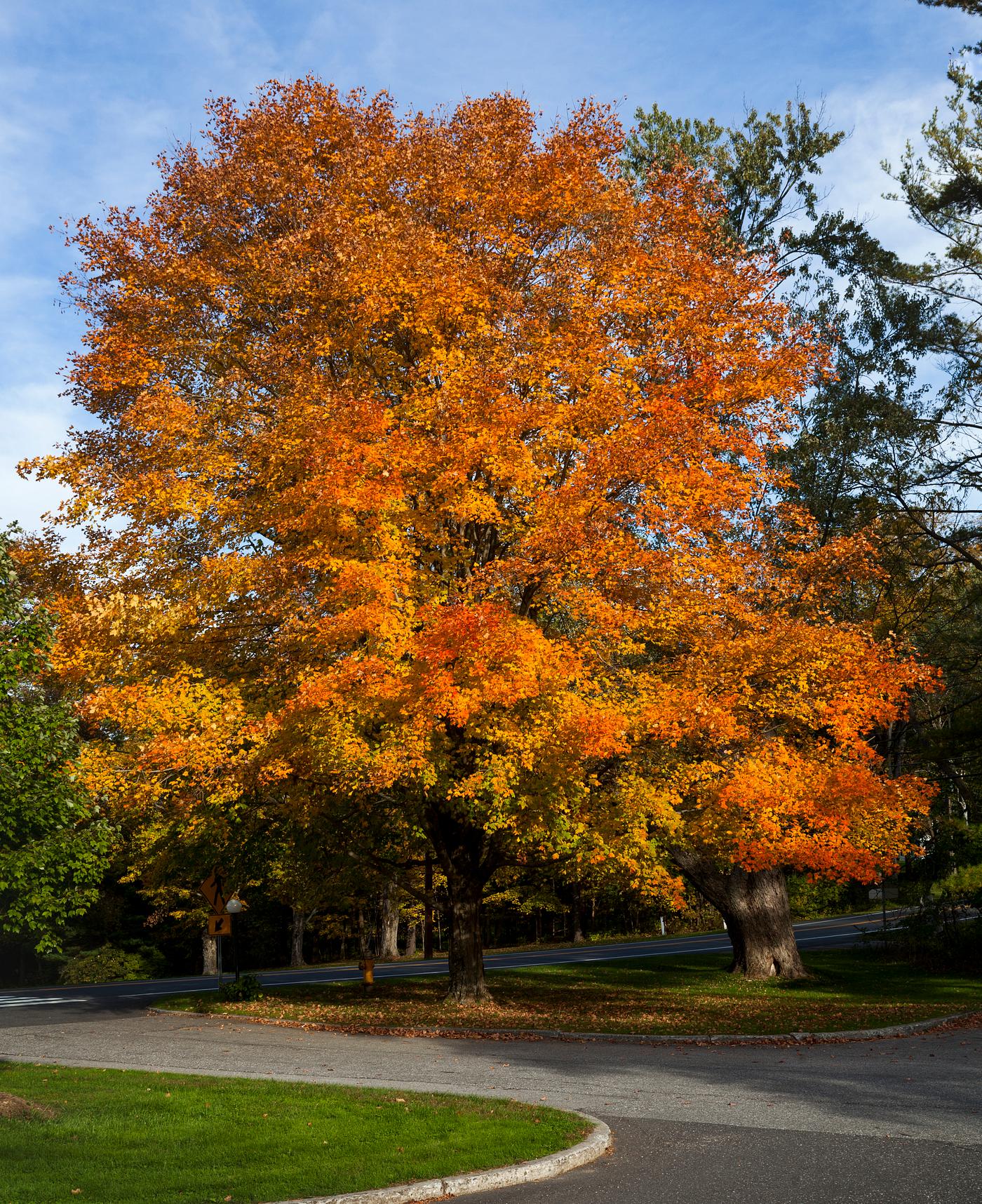 Fall trees in Connecticut. Original image from Carol M. Highsmith’s America, Library of Congress collection. Digitally... Fall trees in Connecticut. Original image from Carol M. Highsmith’s America, Library of Congress collection. Digitally...