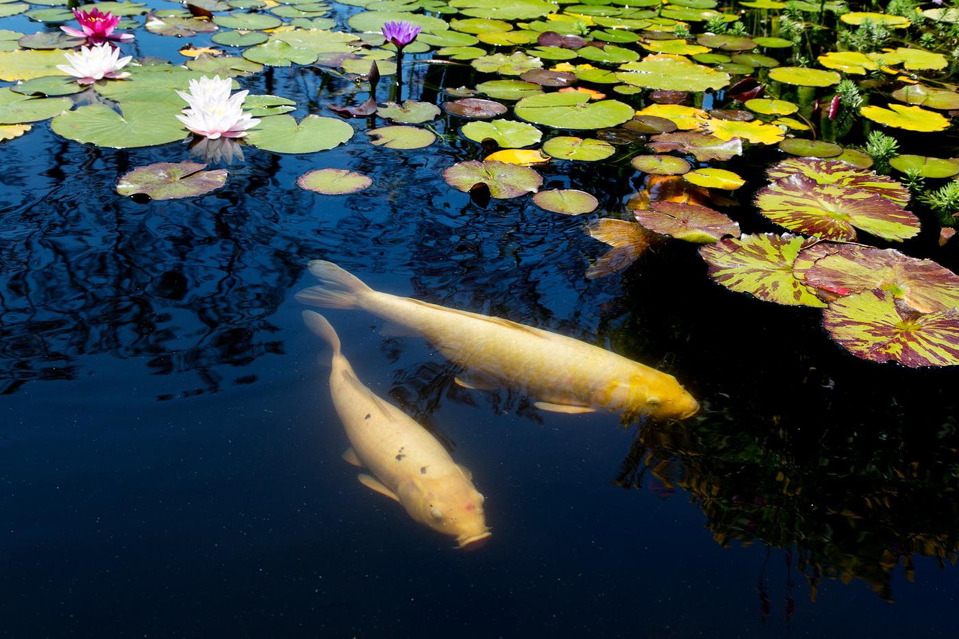 Koi fish at Mission San Juan Capistrano in Southern California. Original image from Carol M. Highsmith’s America,... Koi fish at Mission San Juan Capistrano in Southern California. Original image from Carol M. Highsmith’s America,...