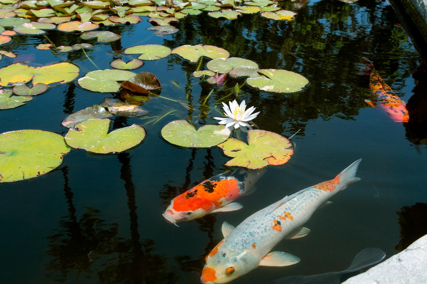 Koi fish at Mission San Juan Capistrano in Southern California. Original image from Carol M. Highsmith’s America,... Koi fish at Mission San Juan Capistrano in Southern California. Original image from Carol M. Highsmith’s America,...