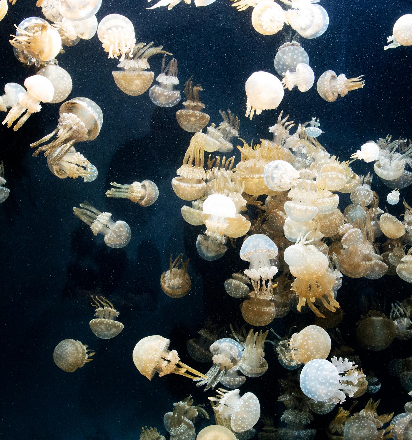 For displaying jellyfish, The Monterey Bay Aquarium uses a Kreisel tank, which creates a circular flow to support and... For displaying jellyfish, The Monterey Bay Aquarium uses a Kreisel tank, which creates a circular flow to support and...