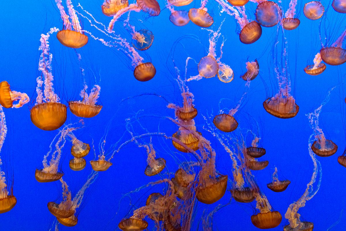 for displaying jellyfish the