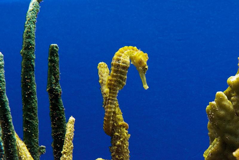 Seahorse. Original image from Carol M. Highsmith’s America, Library of Congress collection. Digitally enhanced by rawpixel. Seahorse. Original image from Carol M. Highsmith’s America, Library of Congress collection. Digitally enhanced by…
