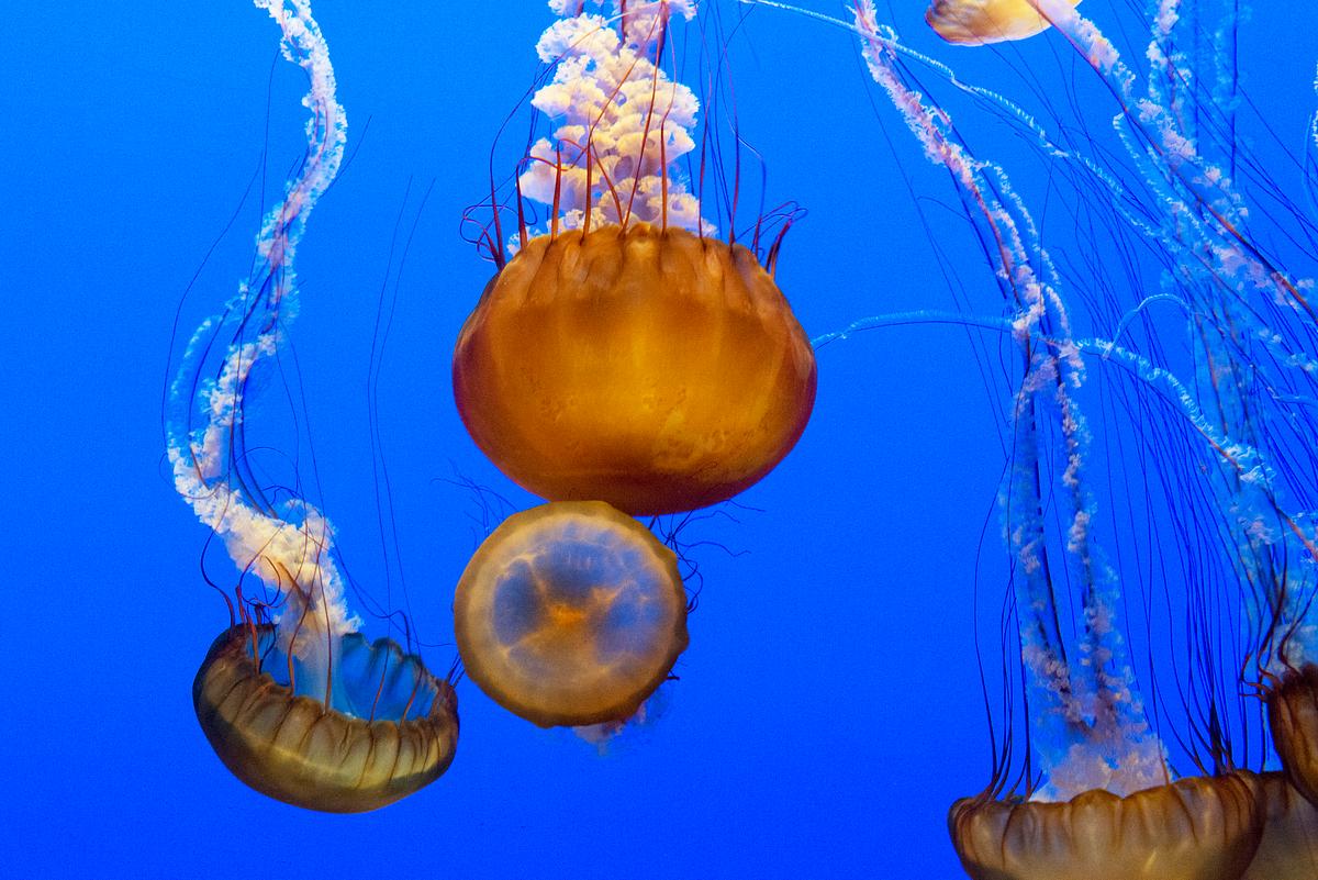 For displaying jellyfish, The Monterey Bay… | Free public domain photo For displaying jellyfish, The Monterey Bay Aquarium uses a Kreisel tank, which creates a circular flow to support and suspend…