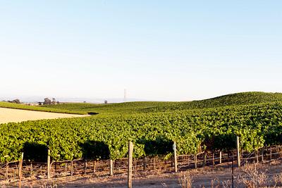 Vineyard In Napa Valley California Original Image From Carol M Highsmiths Vineyard In Napa Valley California Original Image From Carol M Highsmiths
