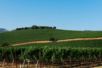 Vineyard In Napa Valley California Original Image From Carol M Highsmiths Vineyard In Napa Valley California Original Image From Carol M Highsmiths