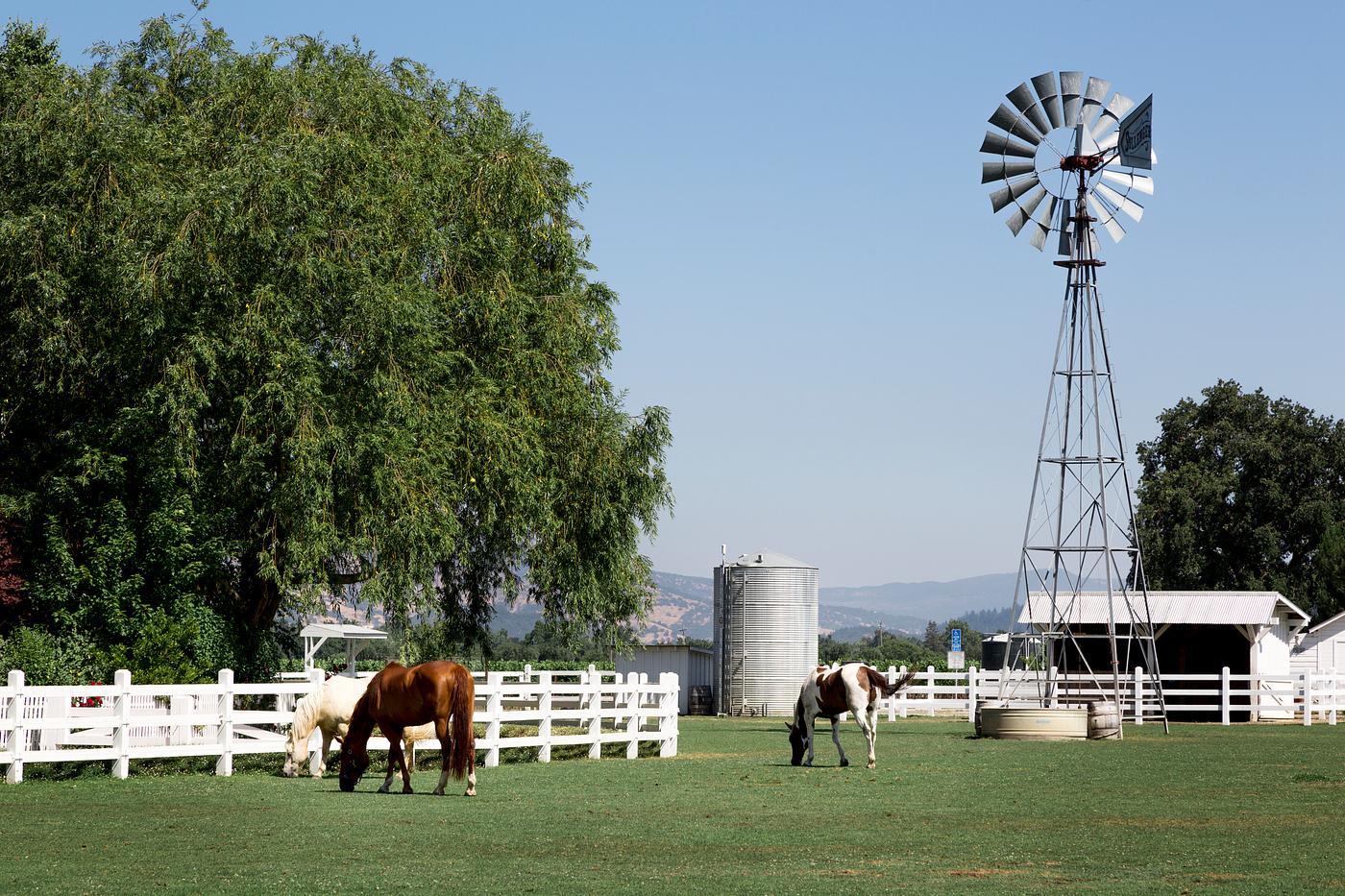Horses at a ranch in Texas. Original image from Carol M. Highsmith’s America, Library of Congress collection.... Horses at a ranch in Texas. Original image from Carol M. Highsmith’s America, Library of Congress collection....