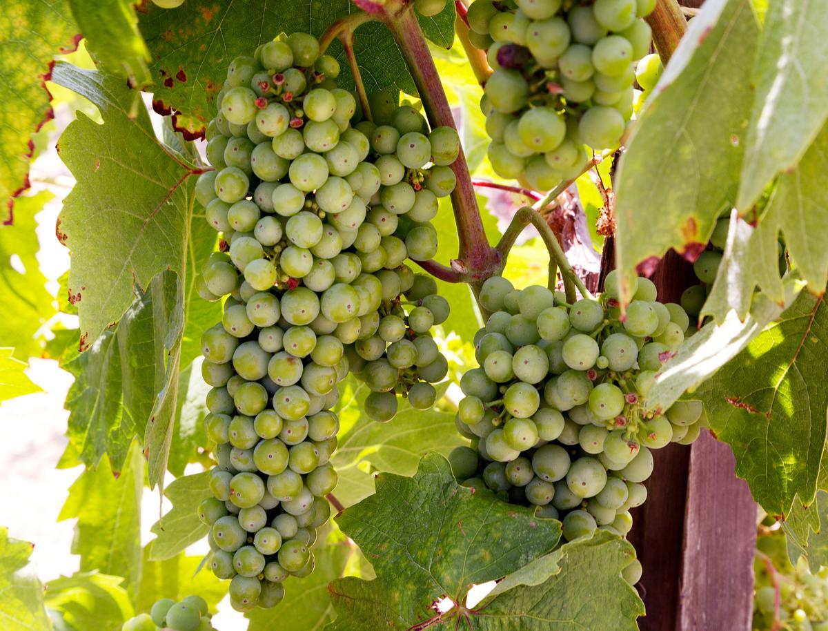 Vineyard In Napa Valley California Original Image From Carol M Highsmiths America Library Of Congress Collection Digitally Enhanced By Rawpixel Vineyard In Napa Valley California Original Image From Carol M Highsmiths America Library Of Congress Collection Digitally Enhanced By Rawpixel