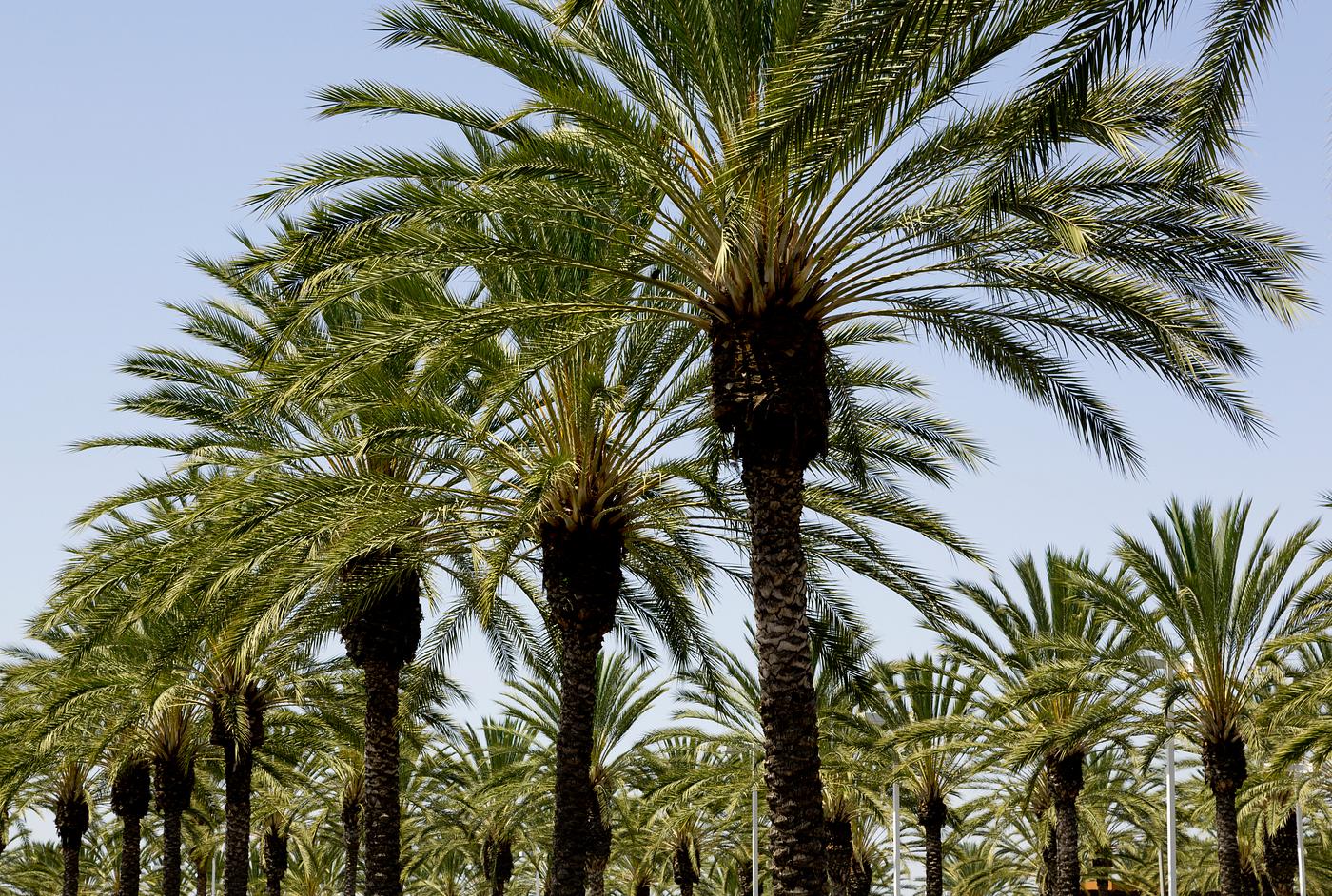 Palm tree palms form line in a shopping center in Irvine, California. Original image from Carol M. Highsmith’s America... Palm tree palms form line in a shopping center in Irvine, California. Original image from Carol M. Highsmith’s America...