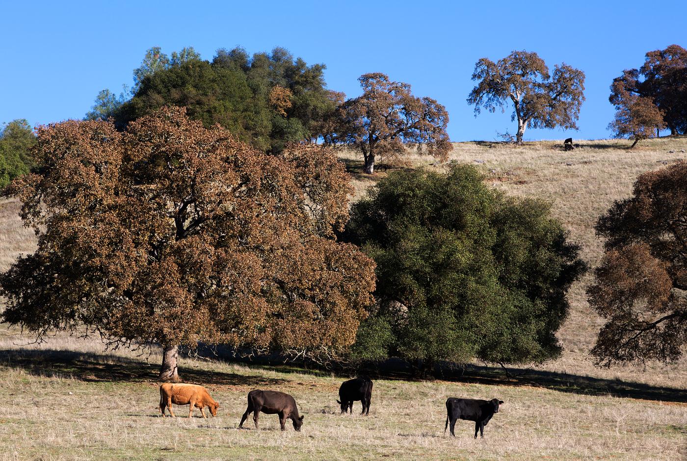 Cattle graze along the road in Northern California. Original image from Carol M. Highsmith’s America, Library of... Cattle graze along the road in Northern California. Original image from Carol M. Highsmith’s America, Library of...