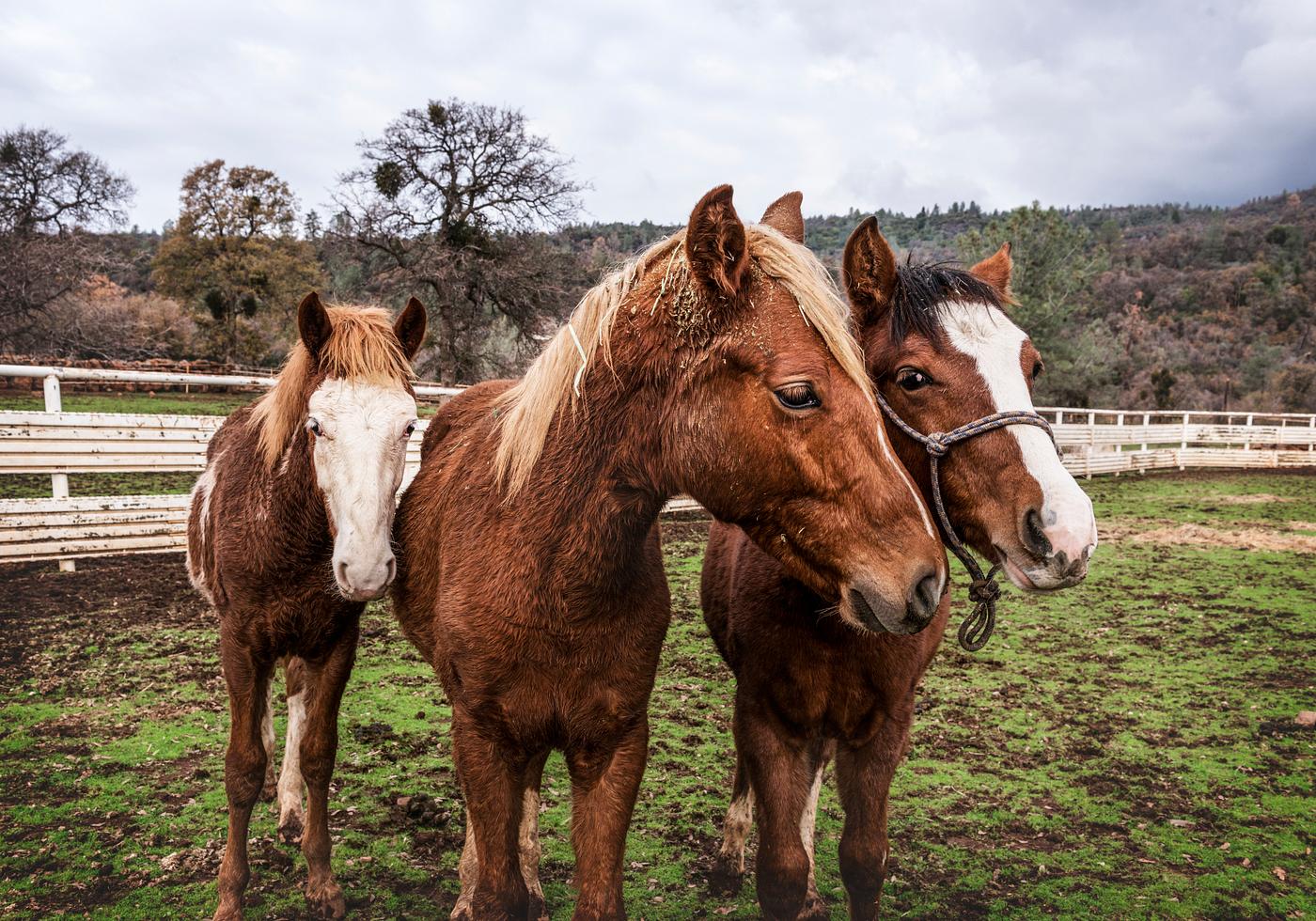 Yearlings on a ranch in Red River County near Detroit, Texas. Original image from Carol M. Highsmith’s America,... Yearlings on a ranch in Red River County near Detroit, Texas. Original image from Carol M. Highsmith’s America,...