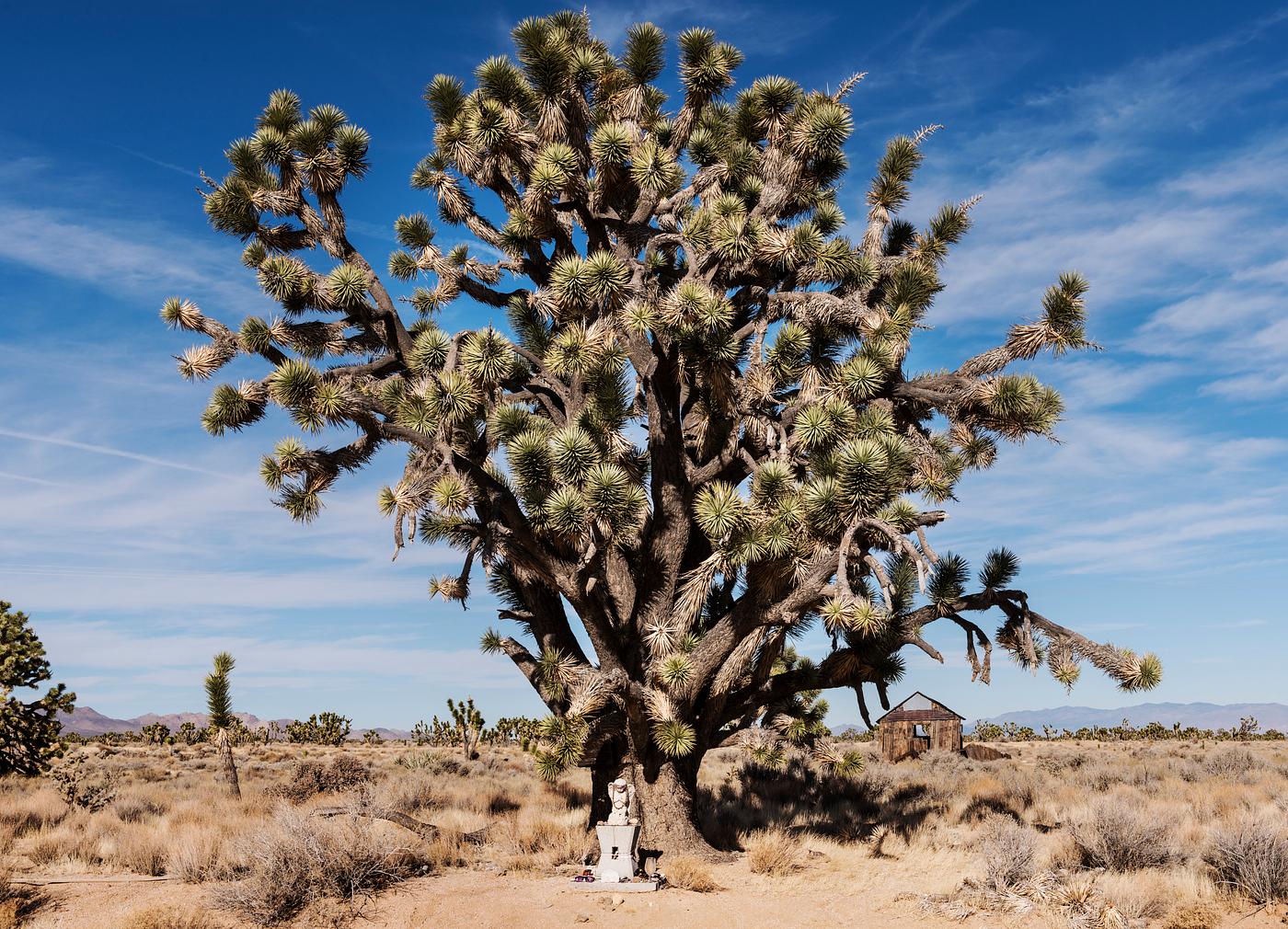 Joshua Trees dot the desert in the Mojave National Preserve in California. Original image from Carol M. Highsmith’s... Joshua Trees dot the desert in the Mojave National Preserve in California. Original image from Carol M. Highsmith’s...