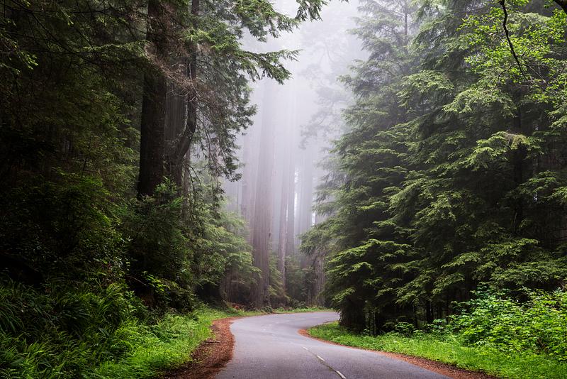 Redwood National and State Park on U.S. 101 in Northern California. Original image from Carol M. Highsmith’s America, Library of Congress collection. Digitally enhanced by rawpixel. Redwood National and State Park on U.S. 101 in Northern California. Original image from Carol M. Highsmith’s America…