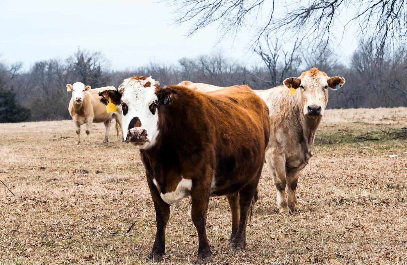 Curious cattle on a ranch in Red River County near Detroit, Texas. Original image from Carol M. Highsmith’s America,... Curious cattle on a ranch in Red River County near Detroit, Texas. Original image from Carol M. Highsmith’s America,...