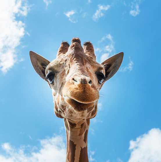 An up-close look at a giraffe at the Gladys Porter Zoo in Brownsville, Texas. Original image from Carol M. Highsmith’s America, Library of Congress collection. Digitally enhanced by rawpixel. An up-close look at a giraffe at the Gladys Porter Zoo in Brownsville, Texas. Original image from Carol M. Highsmith’s…