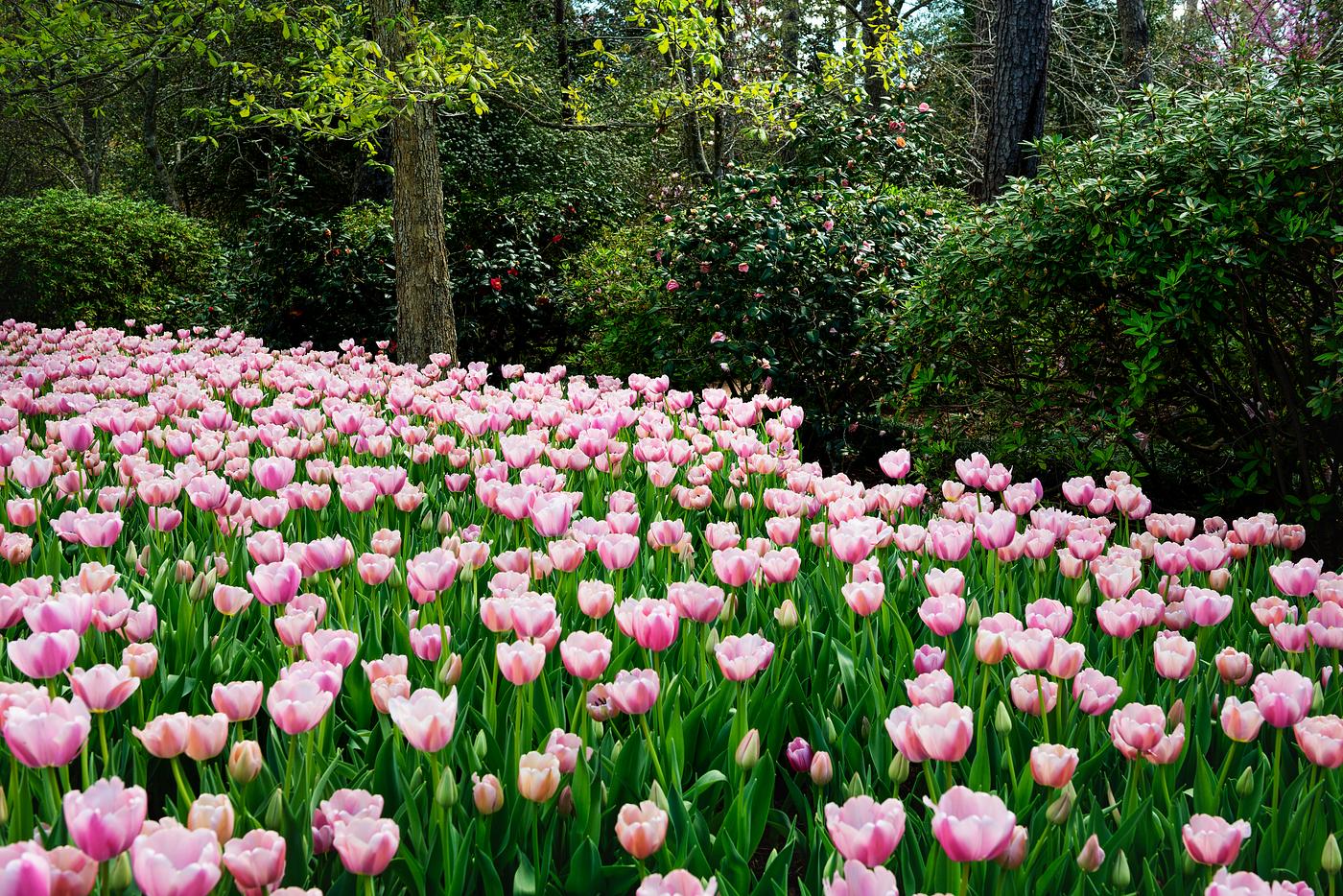 Tulips pop in late winter at the Bayou Bend Collection and Gardens in the River Oaks neighborhood of Houston, Texas.... Tulips pop in late winter at the Bayou Bend Collection and Gardens in the River Oaks neighborhood of Houston, Texas....
