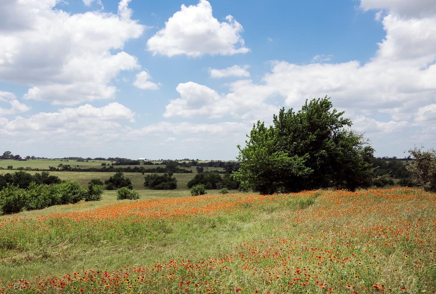 A field of wildflowers at the 1,800-acre Lonesome Pine Ranch, Austin, Texas. Original image from Carol M. Highsmith’s... A field of wildflowers at the 1,800-acre Lonesome Pine Ranch, Austin, Texas. Original image from Carol M. Highsmith’s...