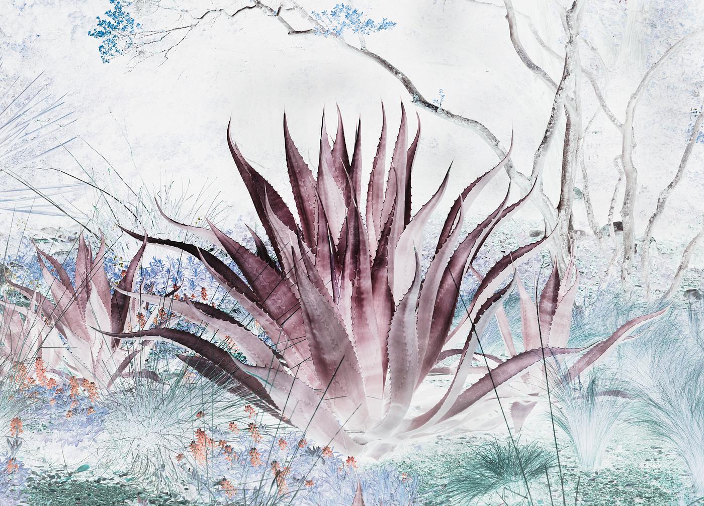 Aloe from the Lady Bird Johnson Wildflower Center, part of the University of Texas at Austin but located 10 miles south of... Aloe from the Lady Bird Johnson Wildflower Center, part of the University of Texas at Austin but located 10 miles south of...