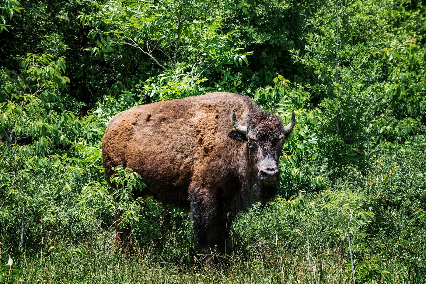 American bison, or buffaloes, in Yellowstone National Park in the northwest corner of Wyoming. Original image from Carol M.... American bison, or buffaloes, in Yellowstone National Park in the northwest corner of Wyoming. Original image from Carol M....