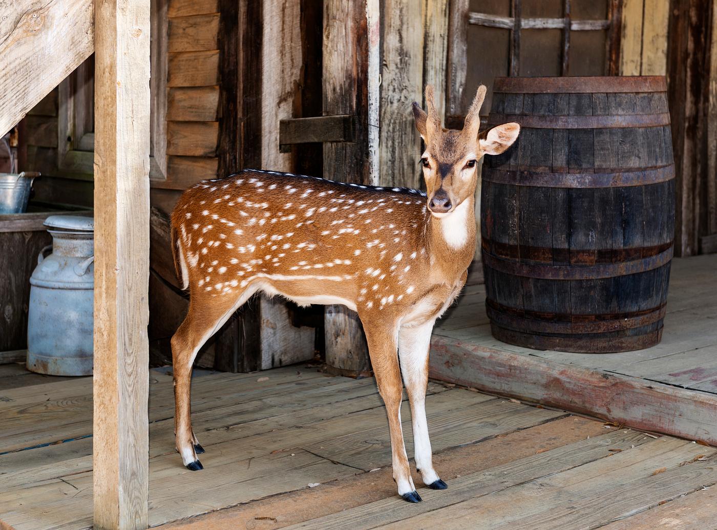 A docile young deer at the Enchanted Springs Ranch in Boerne, Texas, northwest of San Antonio. Original image from Carol M.... A docile young deer at the Enchanted Springs Ranch in Boerne, Texas, northwest of San Antonio. Original image from Carol M....