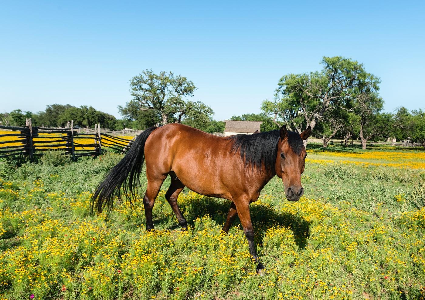 Horse within a lovely meadow in the Lyndon B. Johnson National Historical Park in Johnson City, Texas. Original image from... Horse within a lovely meadow in the Lyndon B. Johnson National Historical Park in Johnson City, Texas. Original image from...