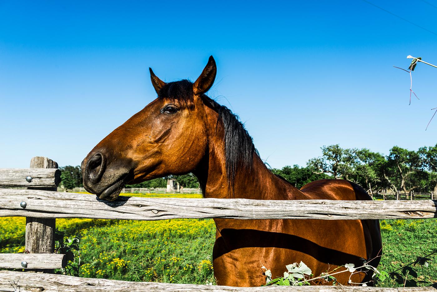 Horse within a lovely meadow in the Lyndon B. Johnson National Historical Park in Johnson City, Texas. Original image from... Horse within a lovely meadow in the Lyndon B. Johnson National Historical Park in Johnson City, Texas. Original image from...
