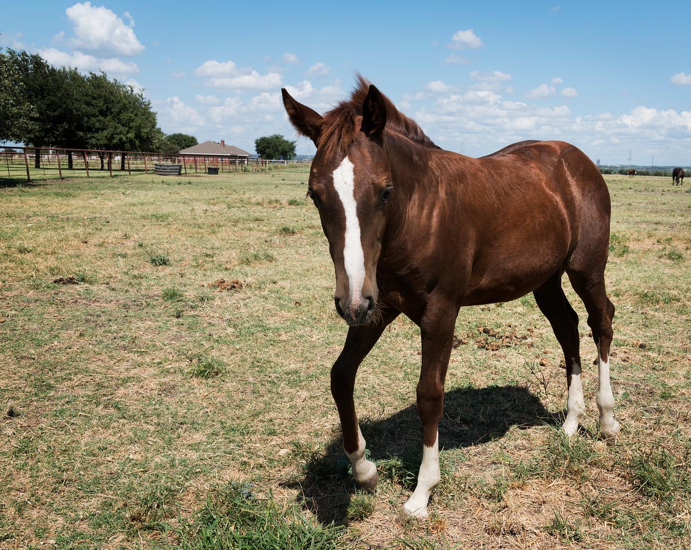 A curious horse comes close for a portrait at the Cannon Quarter Horse Ranch near Venus, Texas. Original image from Carol M... A curious horse comes close for a portrait at the Cannon Quarter Horse Ranch near Venus, Texas. Original image from Carol M...