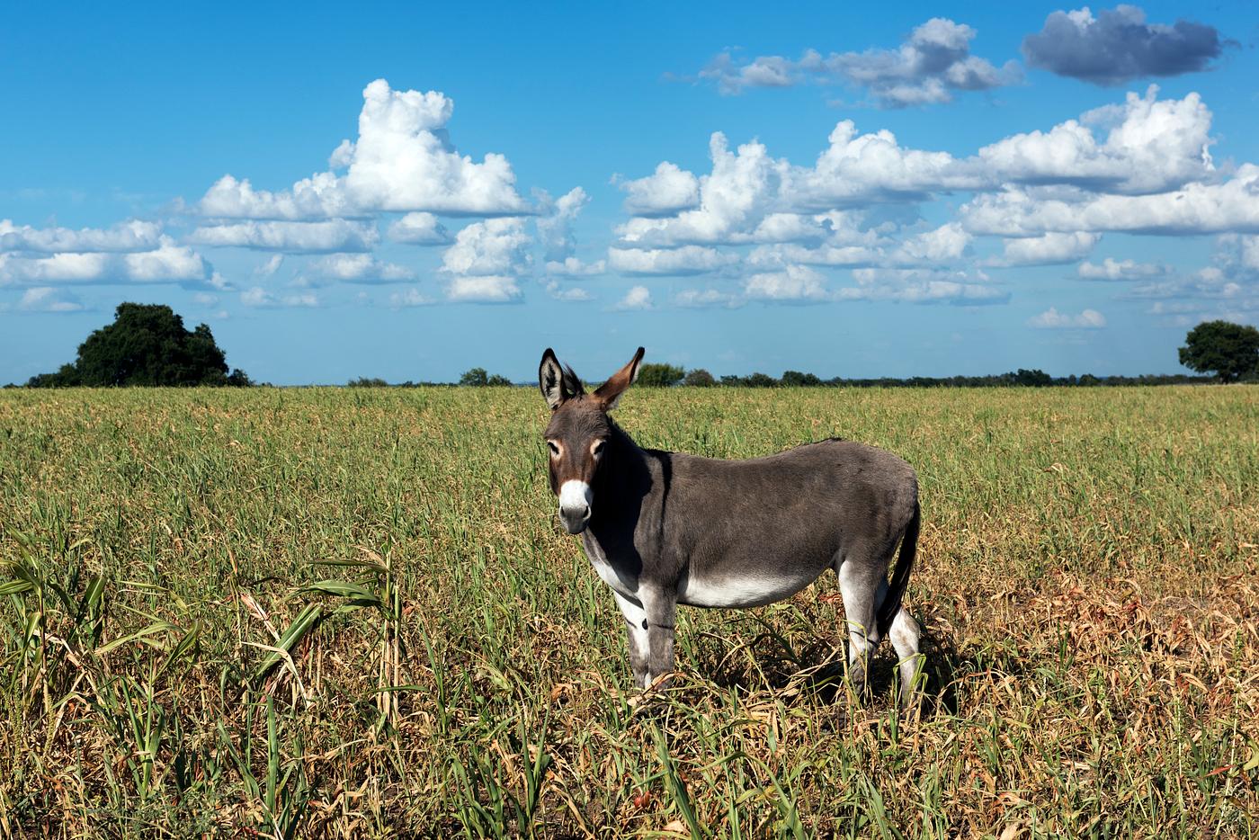 Dandy donkey in a field in Erath County, Texas. Original image from Carol M. Highsmith’s America, Library of Congress... Dandy donkey in a field in Erath County, Texas. Original image from Carol M. Highsmith’s America, Library of Congress...