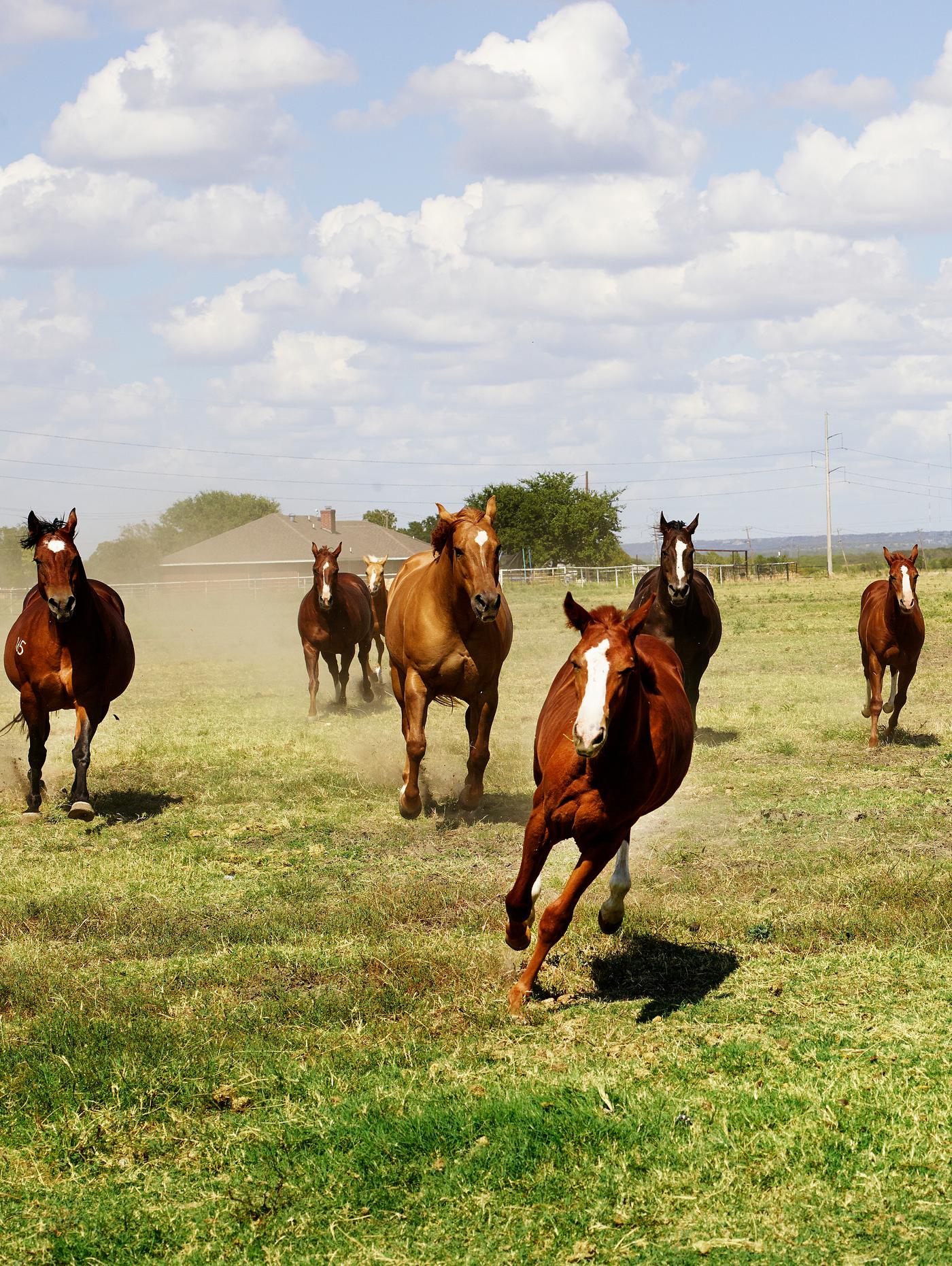 Beautiful horses romp at the Cannon Quarter Horse Ranch near Venus, Texas. Original image from Carol M. Highsmith’s... Beautiful horses romp at the Cannon Quarter Horse Ranch near Venus, Texas. Original image from Carol M. Highsmith’s...