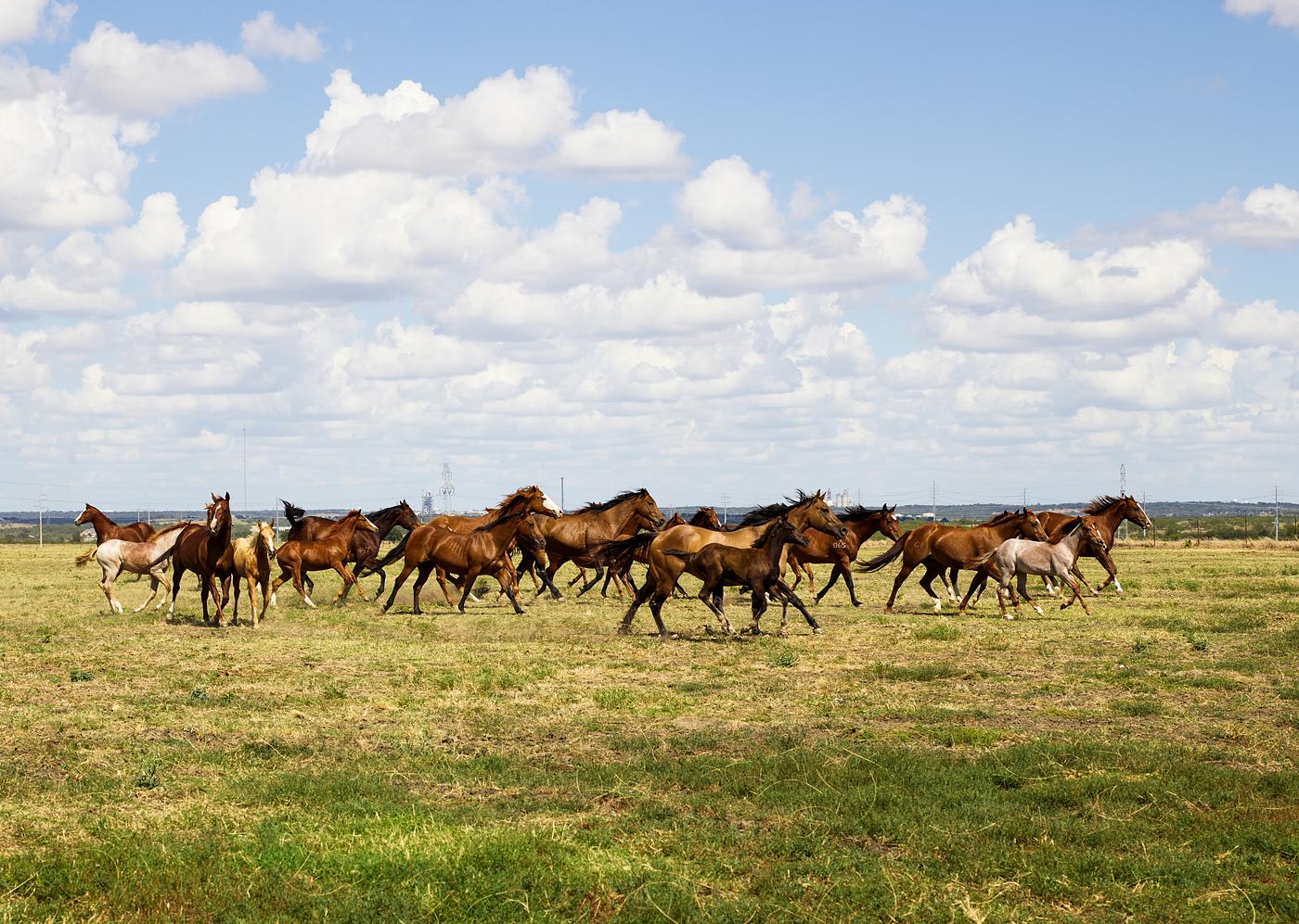 Beautiful horses romp at the Cannon Quarter Horse Ranch near Venus, Texas. Original image from Carol M. Highsmith’s... Beautiful horses romp at the Cannon Quarter Horse Ranch near Venus, Texas. Original image from Carol M. Highsmith’s...