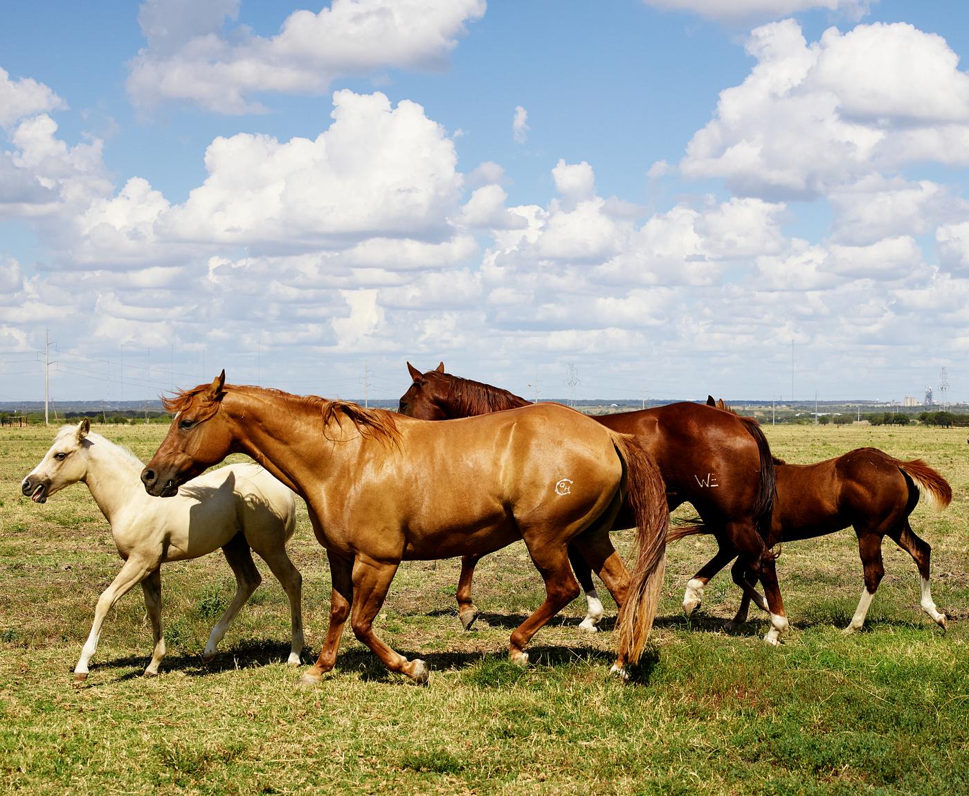 Beautiful horses romp at the Cannon Quarter Horse Ranch near Venus, Texas. Original image from Carol M. Highsmith’s... Beautiful horses romp at the Cannon Quarter Horse Ranch near Venus, Texas. Original image from Carol M. Highsmith’s...
