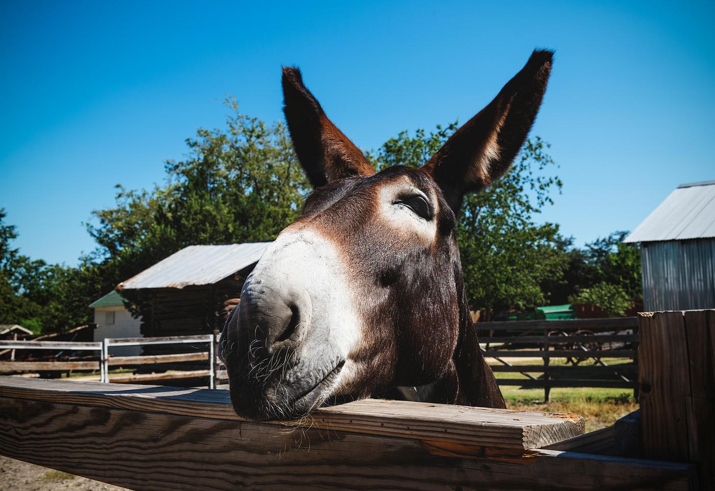 Engaging mule at the Heritage Farmstead Museum in North Texas in Plano, a northern suburb of Dallas, Texas. Original image... Engaging mule at the Heritage Farmstead Museum in North Texas in Plano, a northern suburb of Dallas, Texas. Original image...