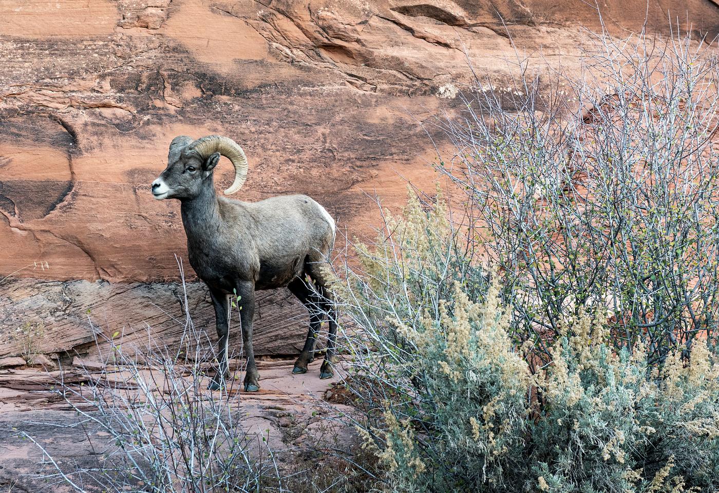A bighorn sheep in Colorado National Monument, a preserve of vast plateaus, canyons, and towering monoliths in Mesa County,... A bighorn sheep in Colorado National Monument, a preserve of vast plateaus, canyons, and towering monoliths in Mesa County,...
