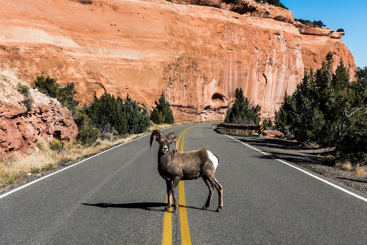 A bighorn sheep in Colorado National Monument, a preserve of vast plateaus, canyons, and towering monoliths in Mesa County,... A bighorn sheep in Colorado National Monument, a preserve of vast plateaus, canyons, and towering monoliths in Mesa County,...