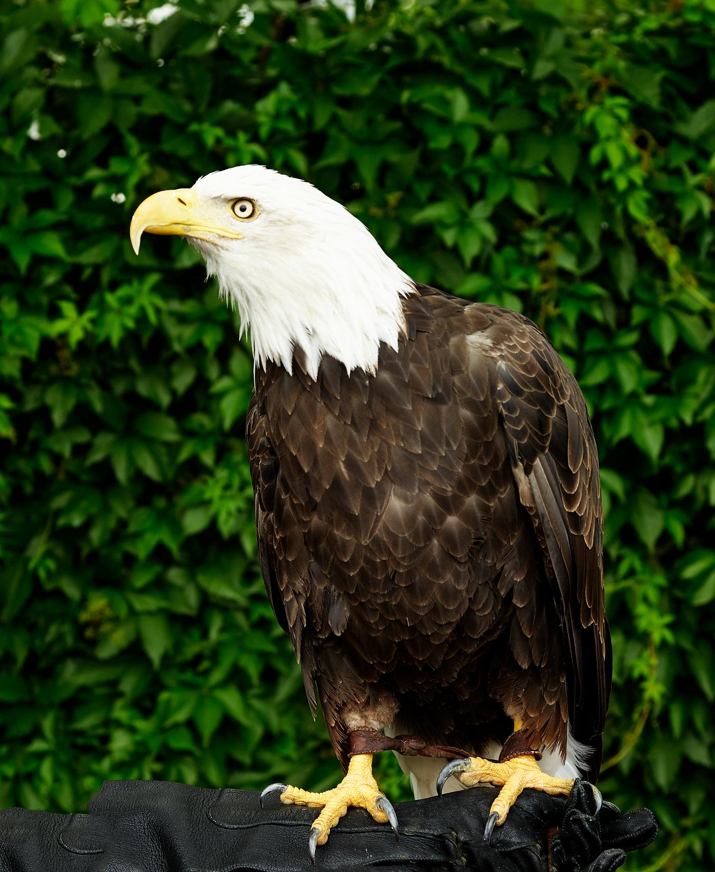 A young bald eagle surveys the world below in the vast Wyoming portion of Yellowstone National Park. Original image from... A young bald eagle surveys the world below in the vast Wyoming portion of Yellowstone National Park. Original image from...