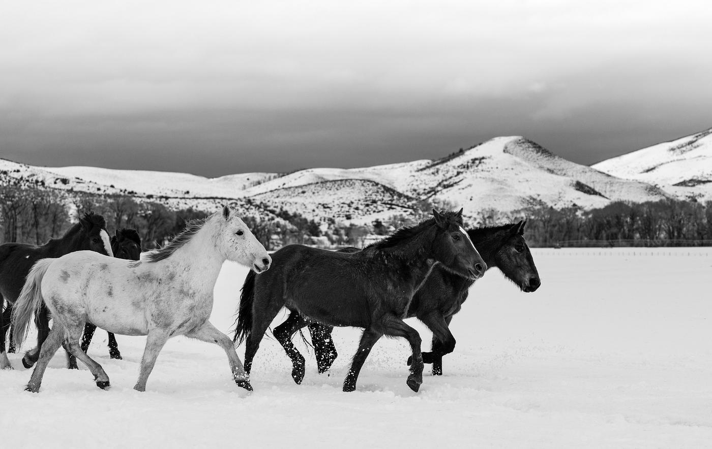A mixed herd of wild and domesticated horses frolics on the Ladder Livestock ranch, at the Wyoming-Colorado border. Original... A mixed herd of wild and domesticated horses frolics on the Ladder Livestock ranch, at the Wyoming-Colorado border. Original...