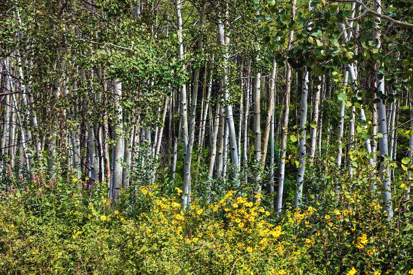 Aspens in San Juan County, Colorado USA - Original image from Carol M. Highsmith’s America, Library of Congress... Aspens in San Juan County, Colorado USA - Original image from Carol M. Highsmith’s America, Library of Congress...