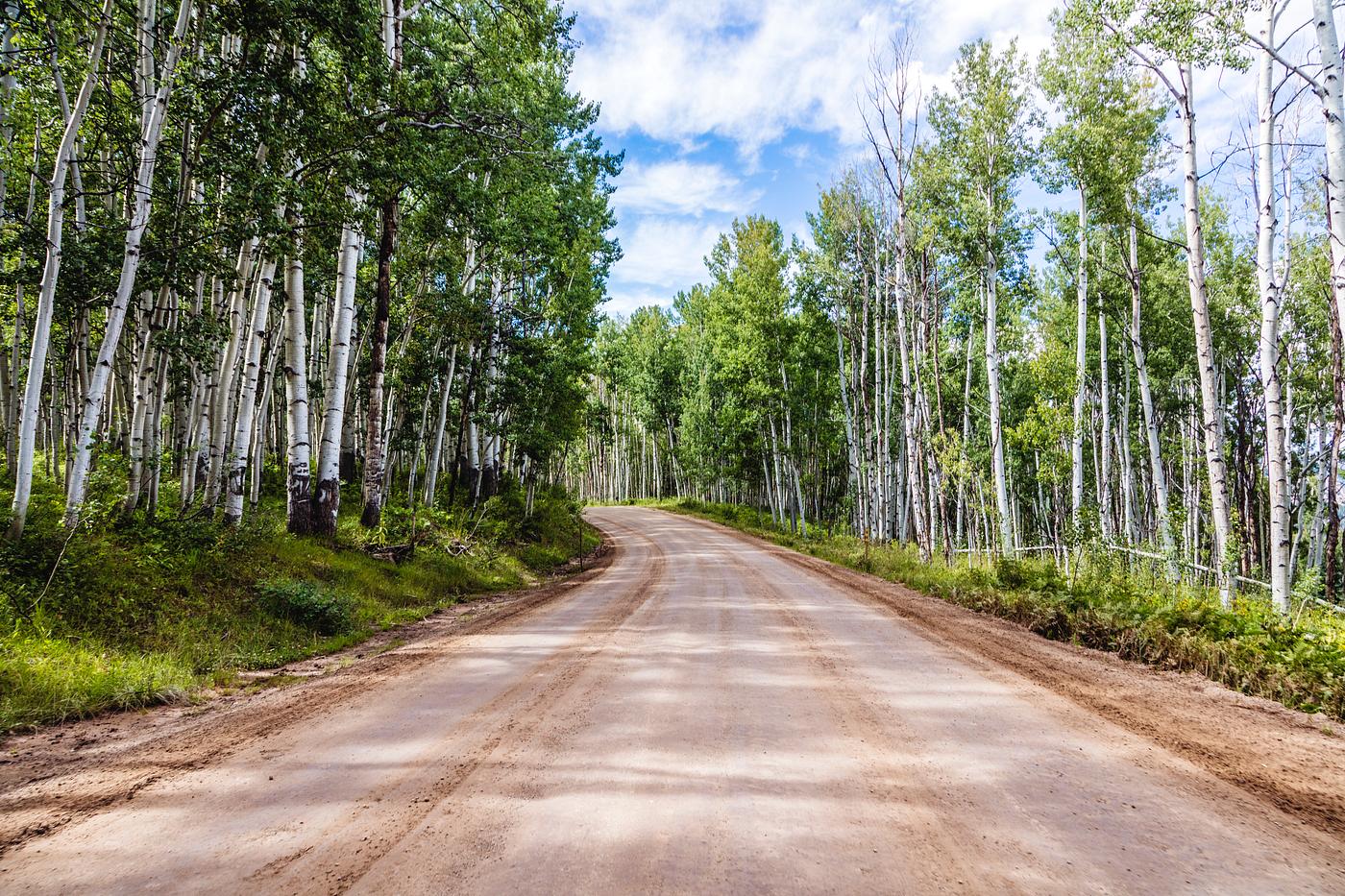 Aspens in San Juan County, Colorado USA - Original image from Carol M. Highsmith’s America, Library of Congress... Aspens in San Juan County, Colorado USA - Original image from Carol M. Highsmith’s America, Library of Congress...