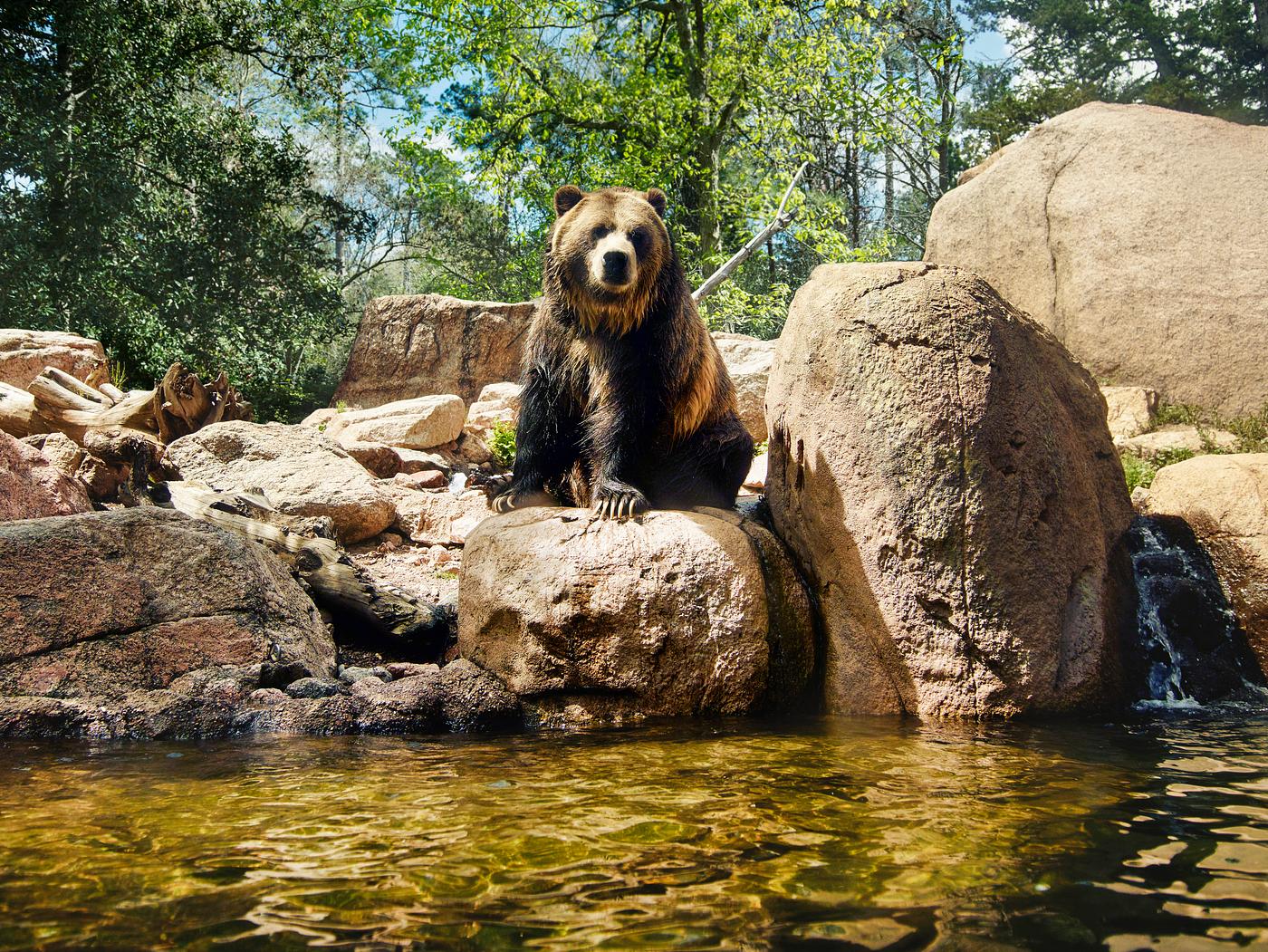 An American grizzly bear at the Cheyenne Mountain Zoo in Colorado Springs, Colorado. Original image from Carol M. Highsmith... An American grizzly bear at the Cheyenne Mountain Zoo in Colorado Springs, Colorado. Original image from Carol M. Highsmith...