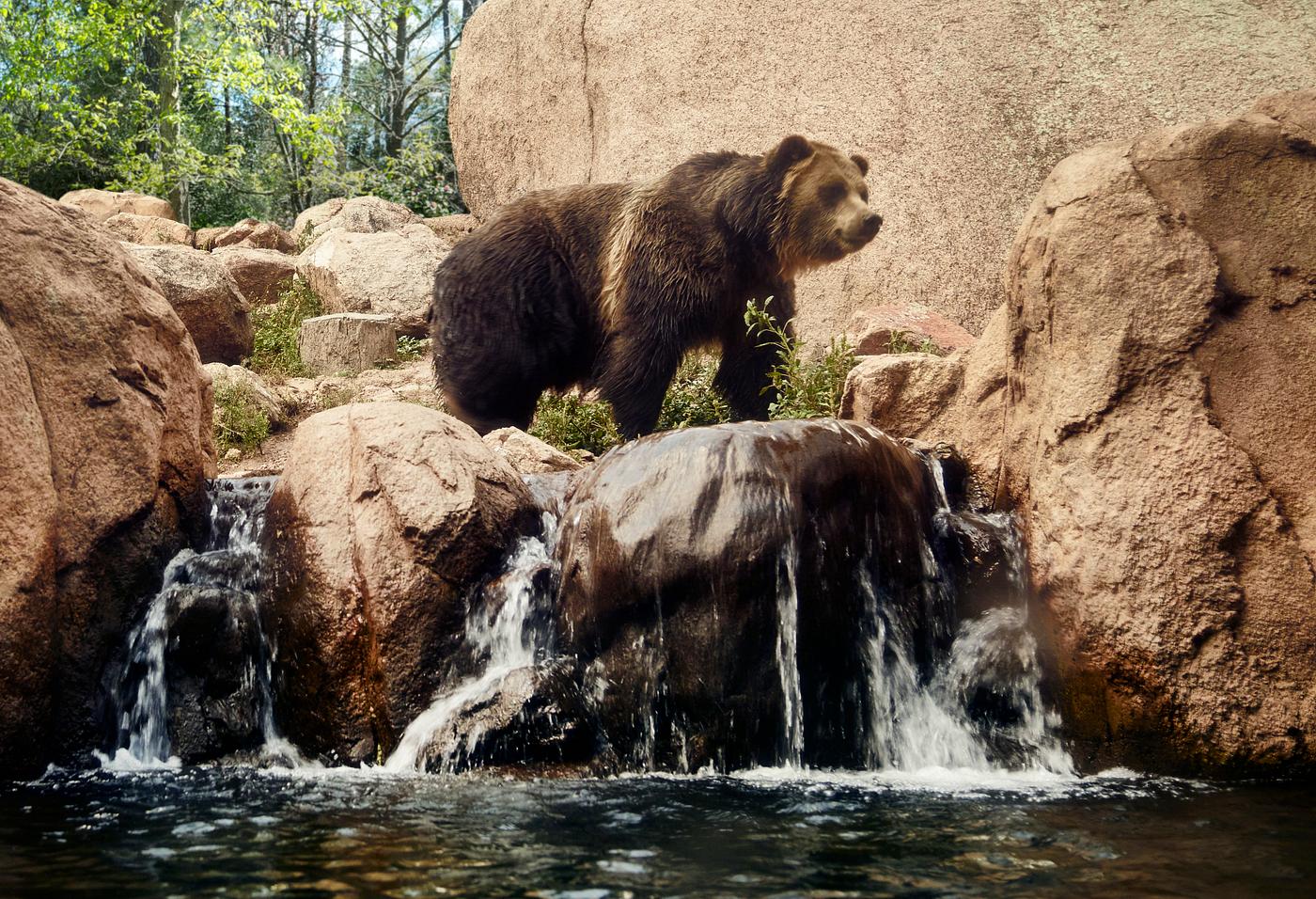 An American grizzly bear at the Cheyenne Mountain Zoo in Colorado Springs, Colorado. Original image from Carol M. Highsmith... An American grizzly bear at the Cheyenne Mountain Zoo in Colorado Springs, Colorado. Original image from Carol M. Highsmith...