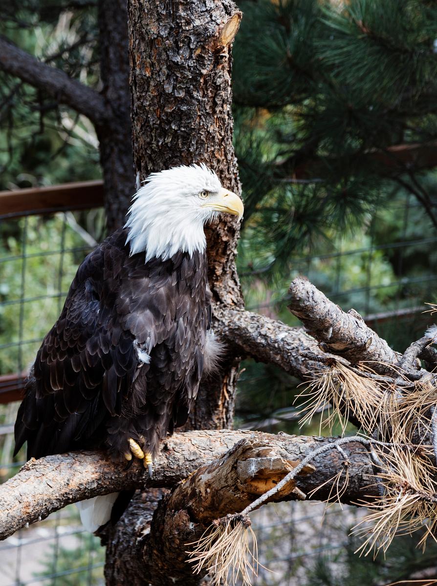 A bald eagle at the Cheyenne Mountain Zoo in… | Free public domain photo A bald eagle at the Cheyenne Mountain Zoo in Colorado Springs, Colorado. Original image from Carol M. Highsmith’s…